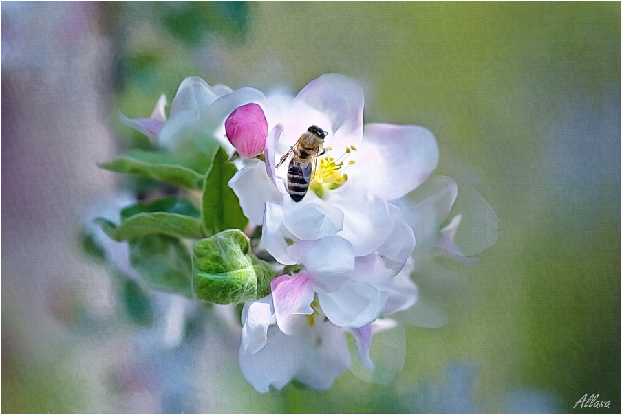 photo "***" tags: nature, flowers, insect