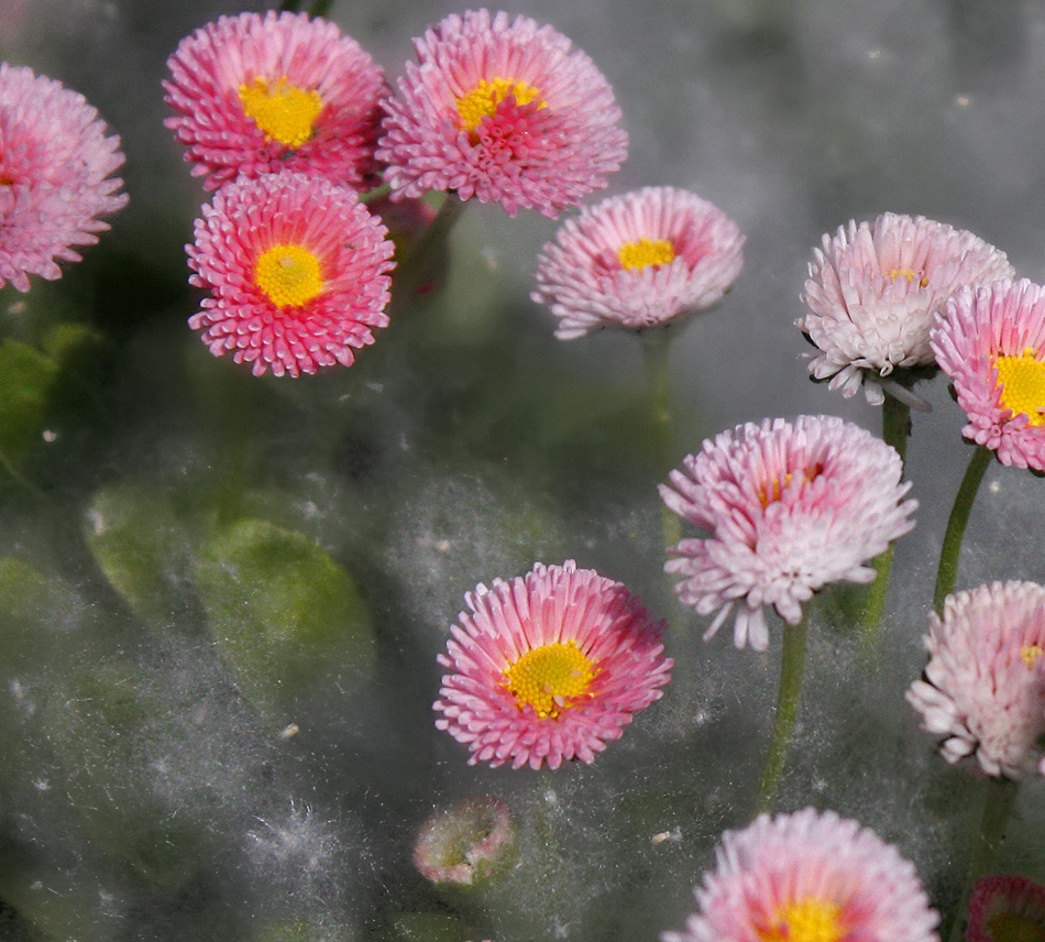 photo "Daisies in feather shawl ...." tags: macro and close-up, 