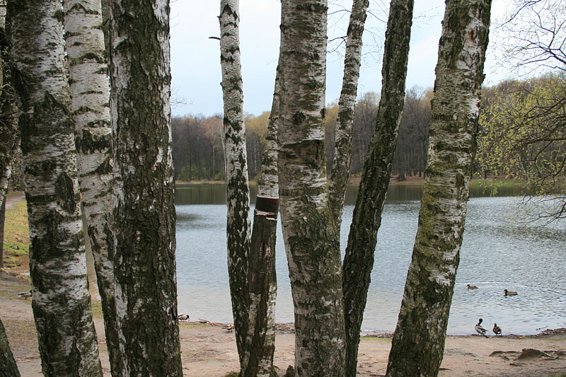фото "Березы" метки: пейзаж, весна, лес