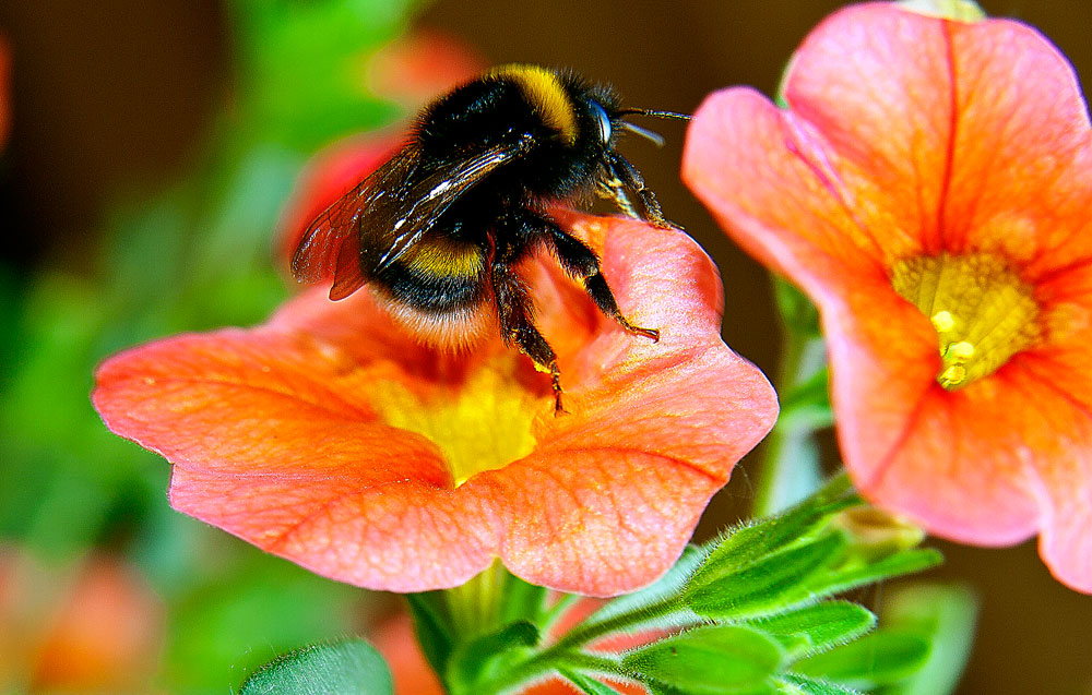photo "***" tags: macro and close-up, nature, insect
