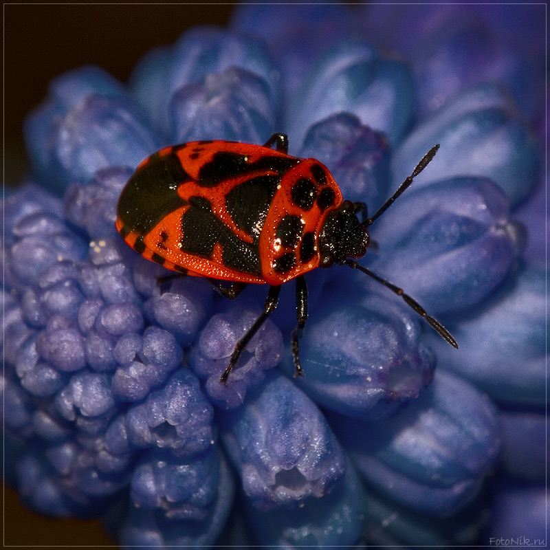 photo "3210" tags: nature, misc., insect