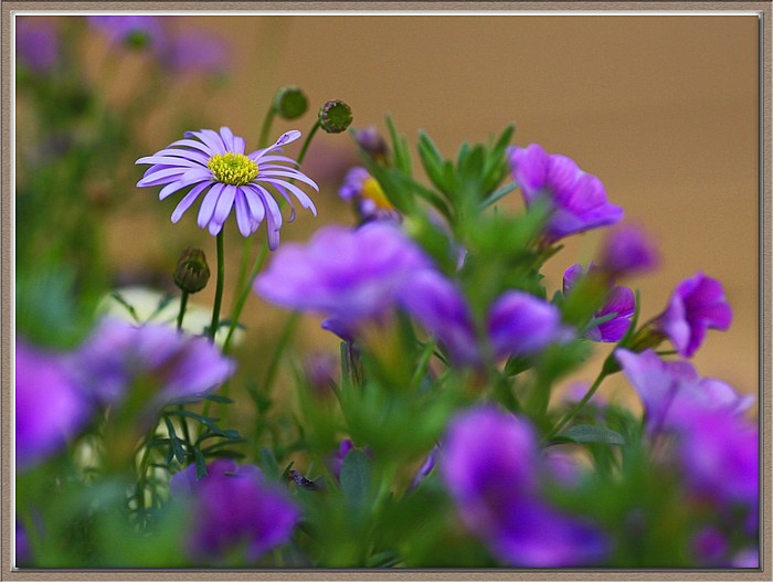 photo "Inagadavida" tags: nature, flowers