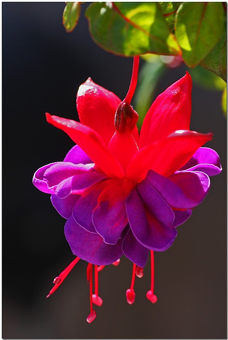 photo "Fuschia" tags: nature, flowers