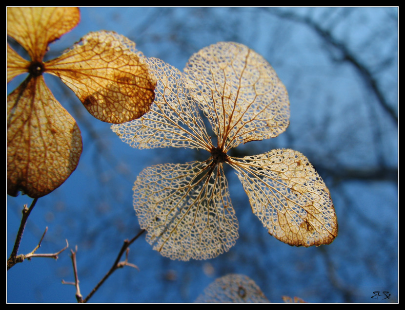 photo "Lace from Holland" tags: nature, fragment, flowers