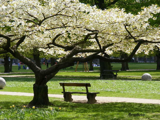 photo "Spring time." tags: nature, flowers