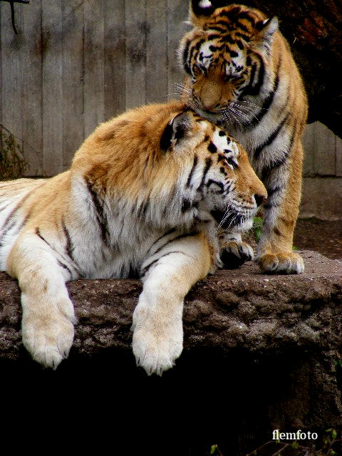 фото "Love." метки: природа, домашние животные