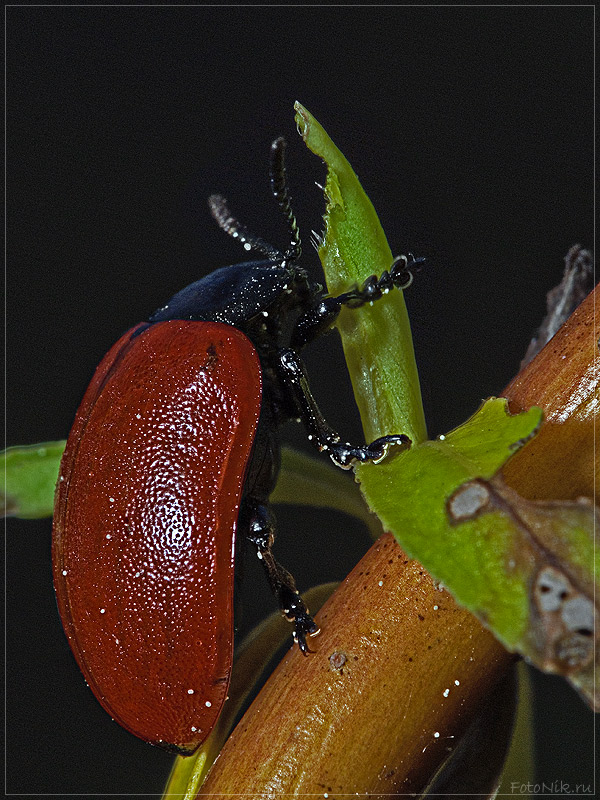 photo "3160" tags: nature, misc., insect
