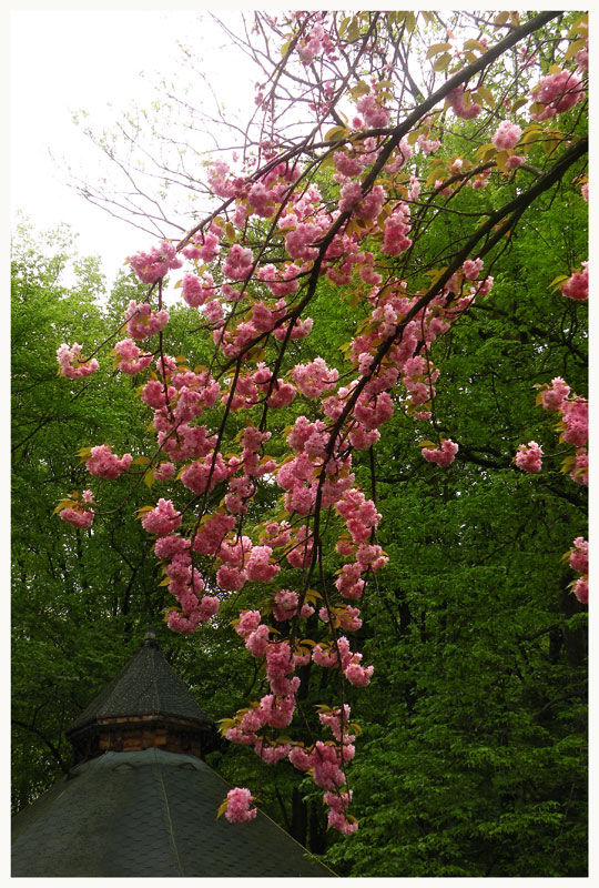 photo "Sakura's branch" tags: nature, flowers