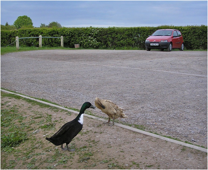 photo "- I have warned you: that it is dirty down there,  but you do not wish  to listen." tags: nature, humor, wild animals