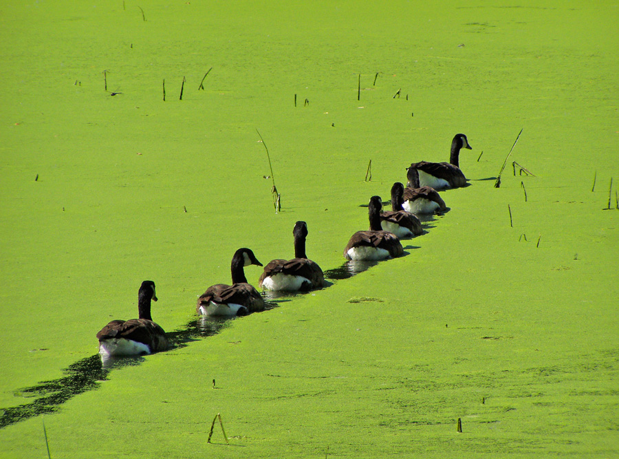 photo "***" tags: nature, wild animals