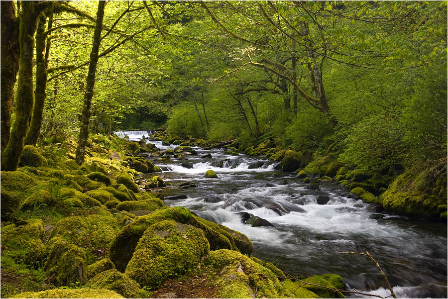photo "Under the green canopy" tags: landscape, forest, water