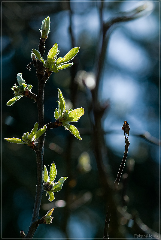 photo "Life, death... and bokeh" tags: nature, misc., 