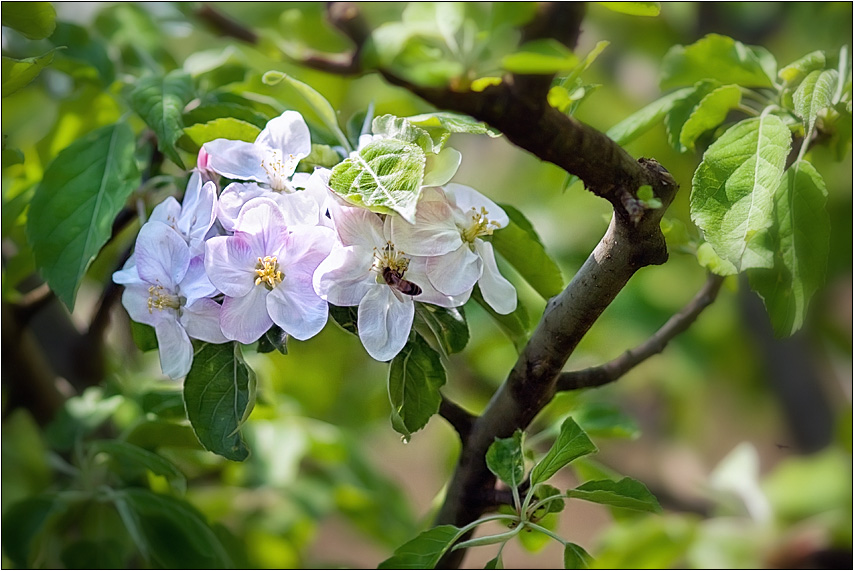 фото "Райский сад" метки: пейзаж, природа, весна, цветы