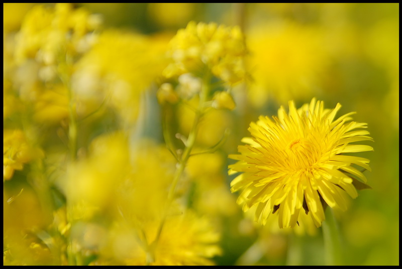 photo "***" tags: nature, flowers