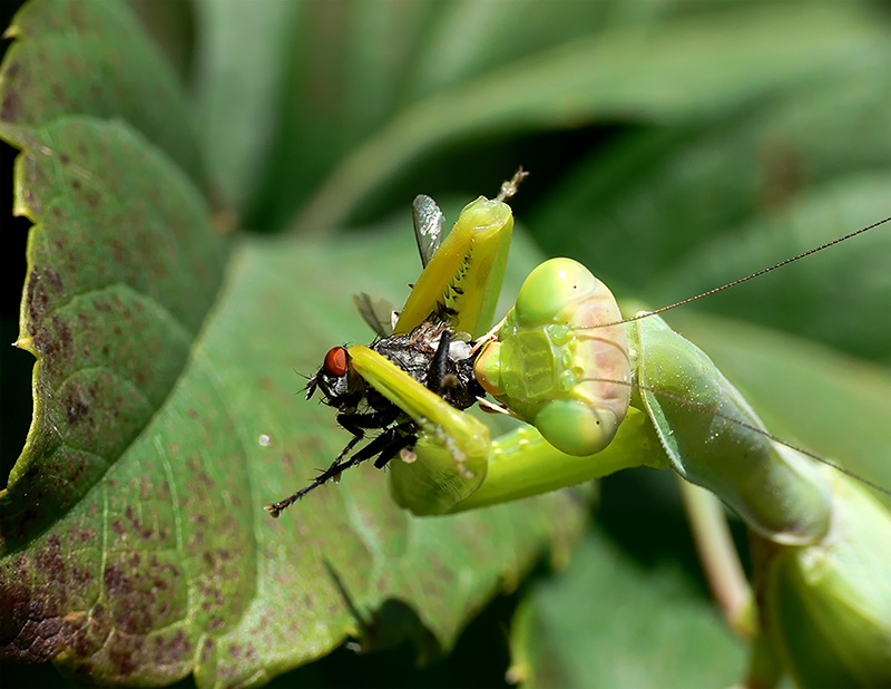 photo "***" tags: macro and close-up, 