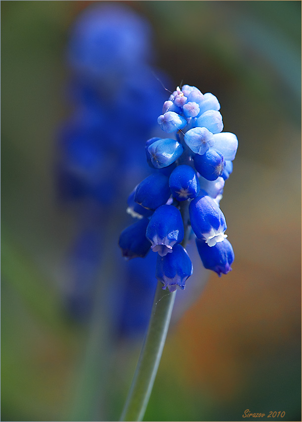 photo "Muscari armeniacum" tags: nature, macro and close-up, 