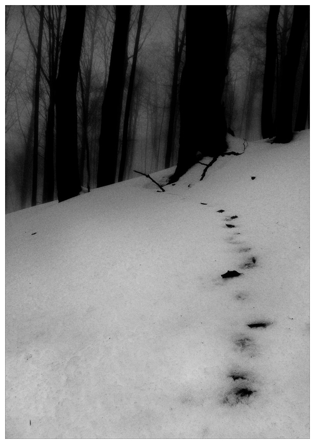 photo "***" tags: landscape, black&white, forest
