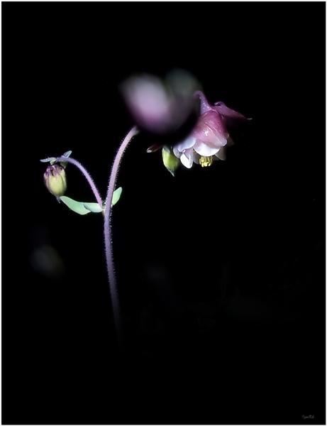 photo "***" tags: nature, flowers