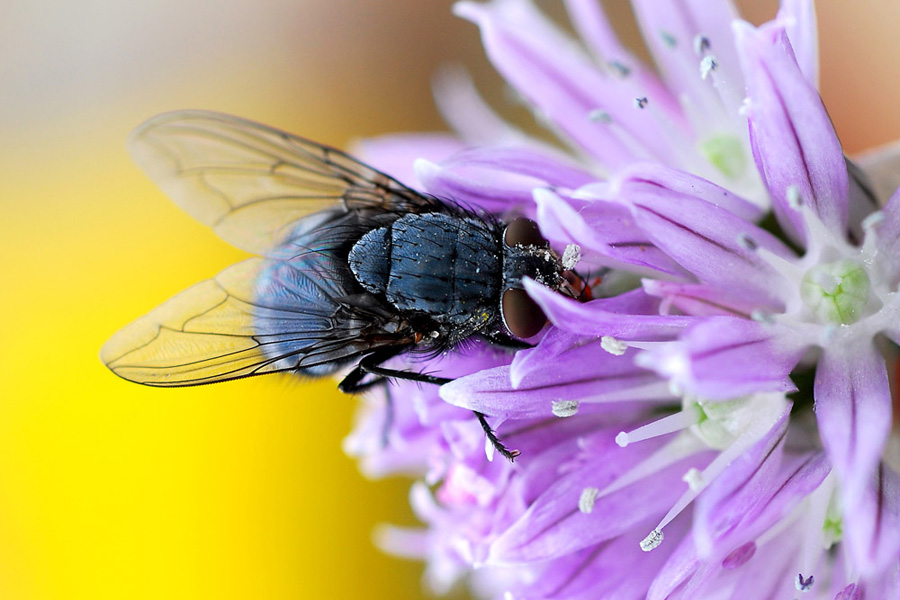 фото "Breakfast in chives" метки: природа, насекомое