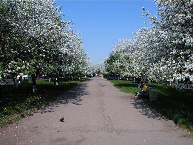 фото "Яблони в цвету" метки: , 