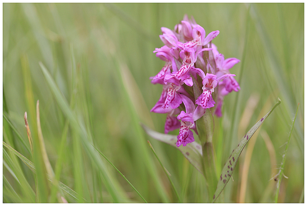 photo "orchi" tags: nature, flowers