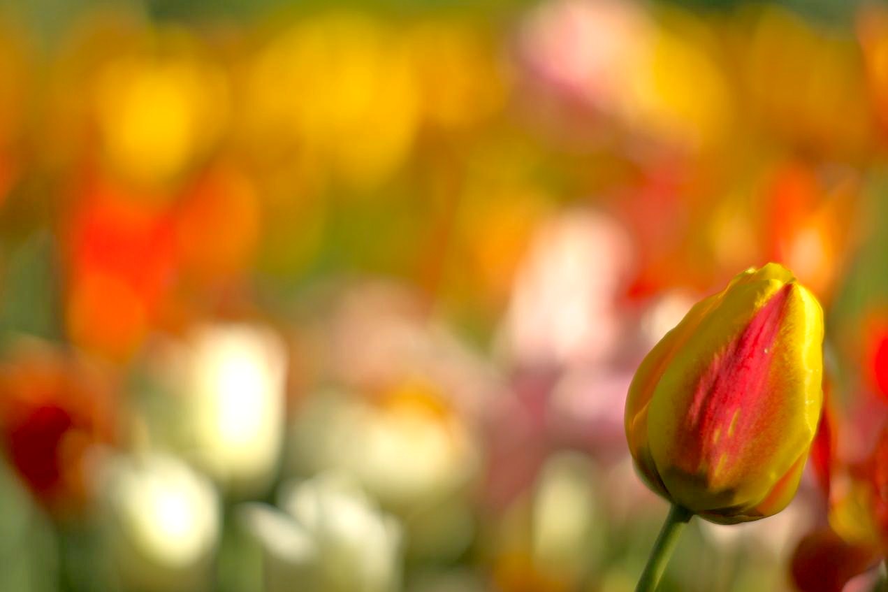 photo "Tulip and tulips" tags: nature, flowers