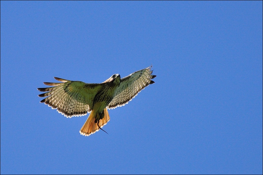 photo "red-tailed hawk with a kill" tags: nature, wild animals