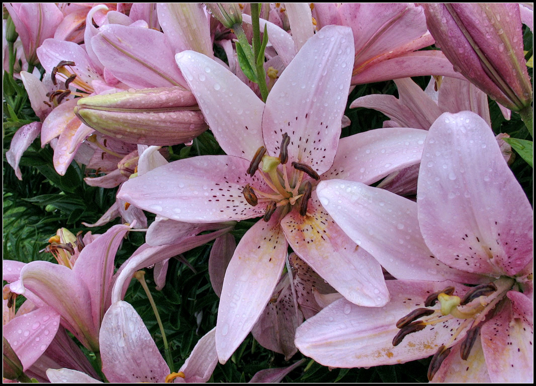 photo "after rain" tags: nature, flowers