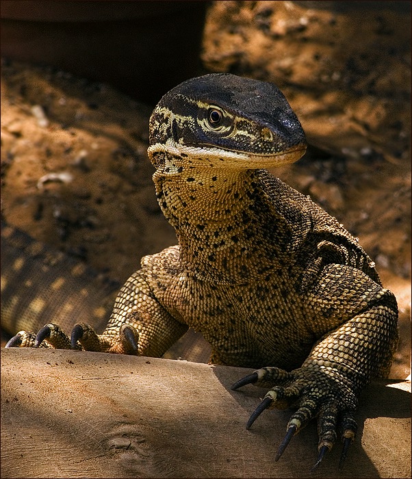 photo "Portrait in the open air" tags: nature, misc., wild animals