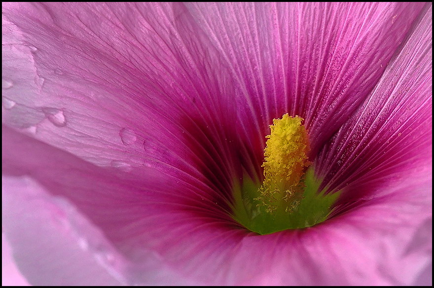 photo "***" tags: nature, flowers