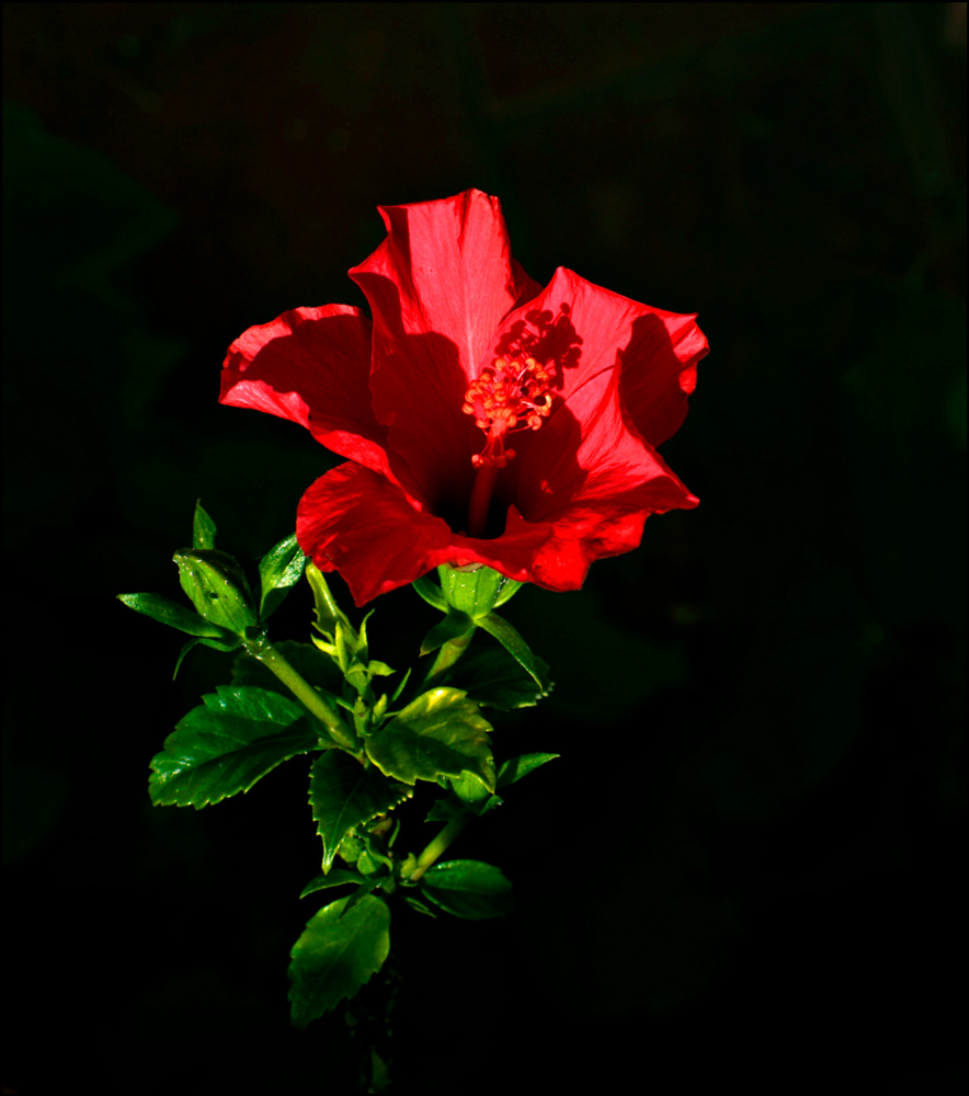фото "***" метки: природа, цветы