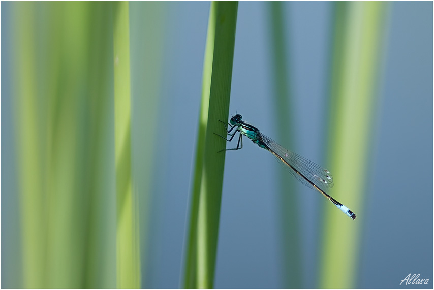 photo "***" tags: nature, insect