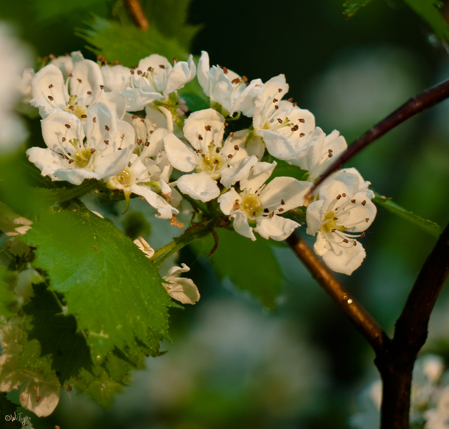 фото "Цвет вишни" метки: природа, макро и крупный план, цветы
