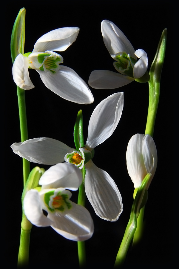 photo "***" tags: nature, macro and close-up, flowers