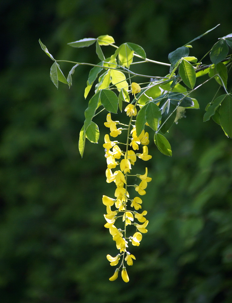 photo "Yellow Rain" tags: nature, flowers