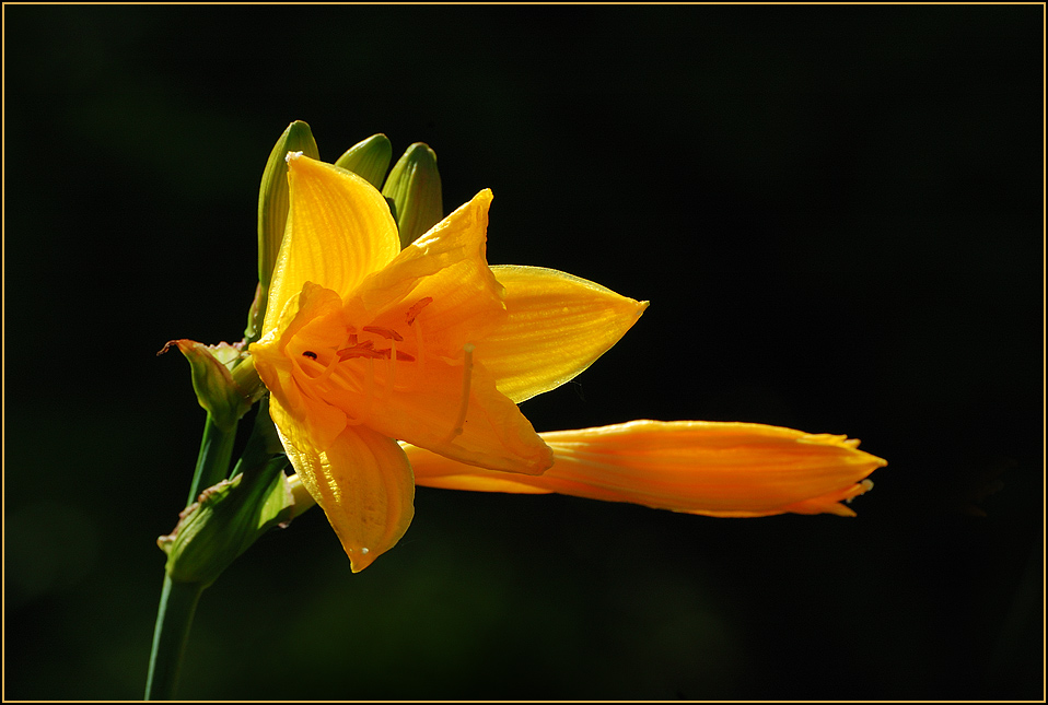 photo "***" tags: nature, flowers