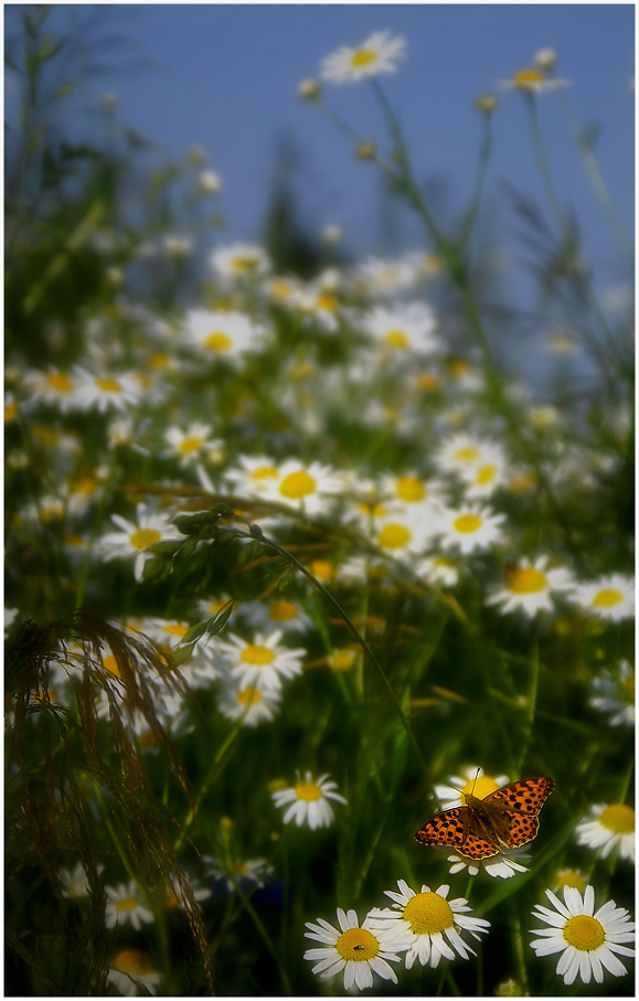 photo "Summer with white daisies" tags: nature, landscape, flowers, summer
