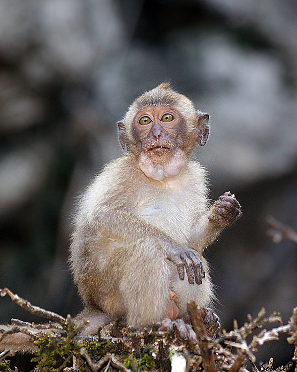 photo "таиланд обезьяна дикие животные" tags: nature, travel, Asia, wild animals