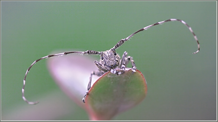 photo "***" tags: nature, macro and close-up, insect