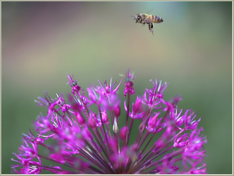 photo "***" tags: nature, flowers, insect