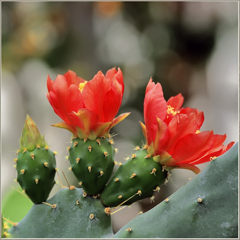 photo "***" tags: nature, flowers