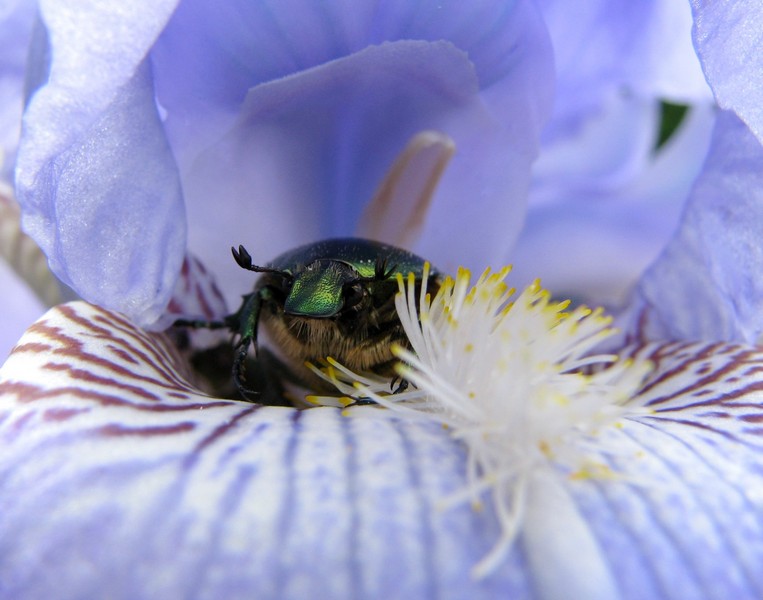 photo "***" tags: macro and close-up, nature, insect