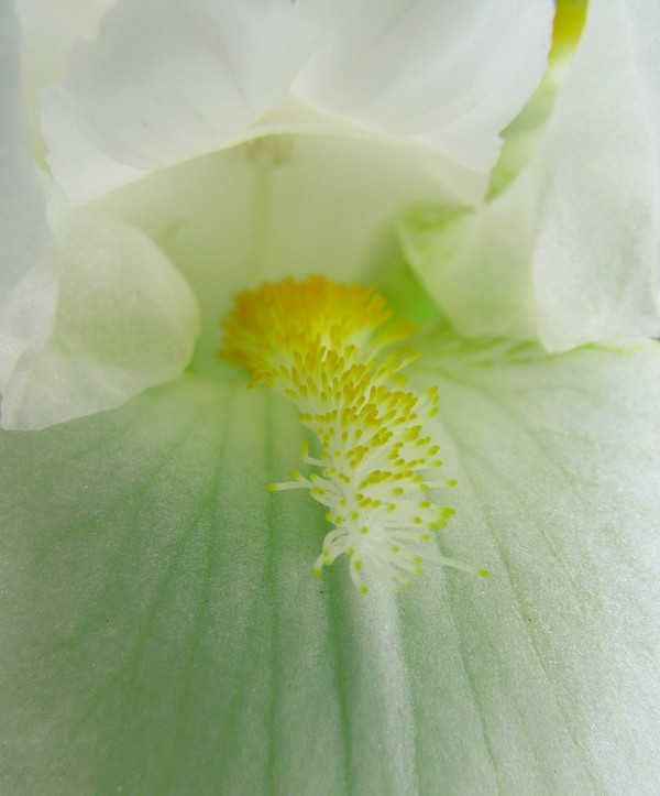 photo "***" tags: macro and close-up, nature, flowers