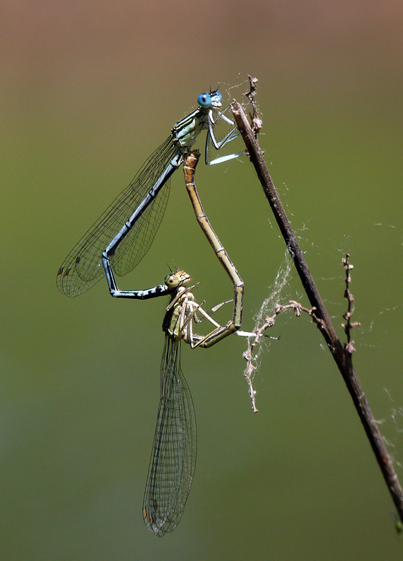 photo "***" tags: nature, insect