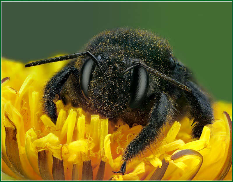 photo "Carpenter bee" tags: nature, macro and close-up, insect