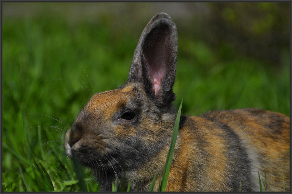 photo "***" tags: nature, pets/farm animals