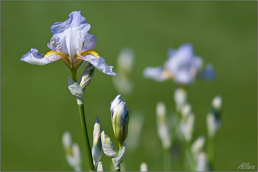 photo "***" tags: nature, flowers