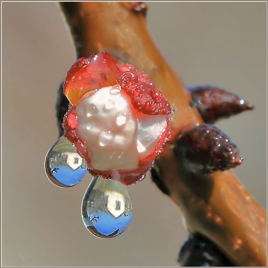 photo "***" tags: nature, macro and close-up, 