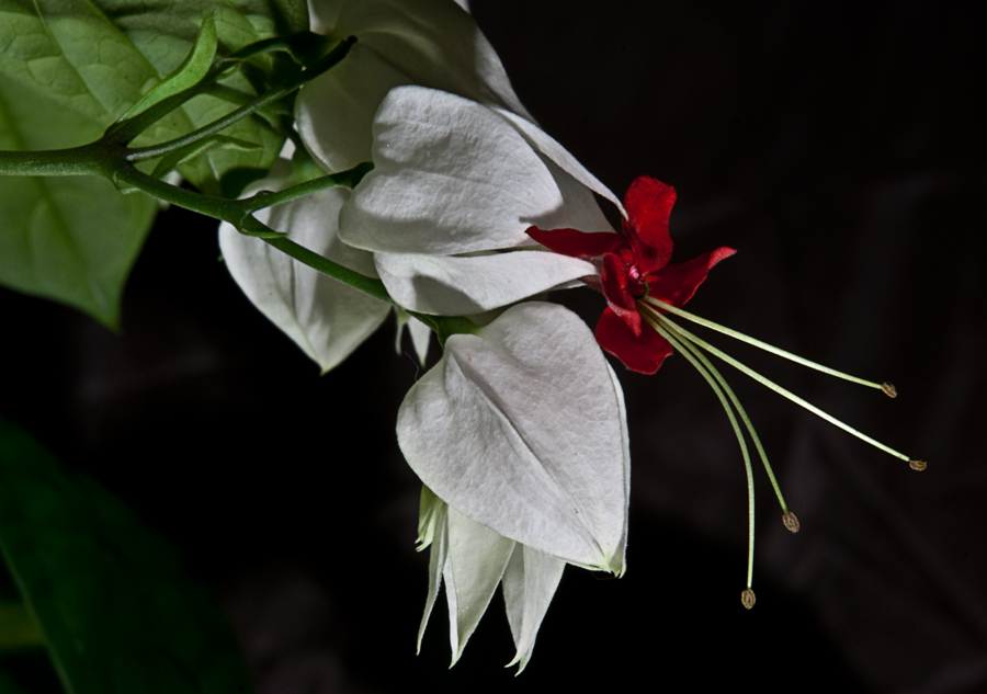 photo "Clerodendrum" tags: nature, macro and close-up, flowers