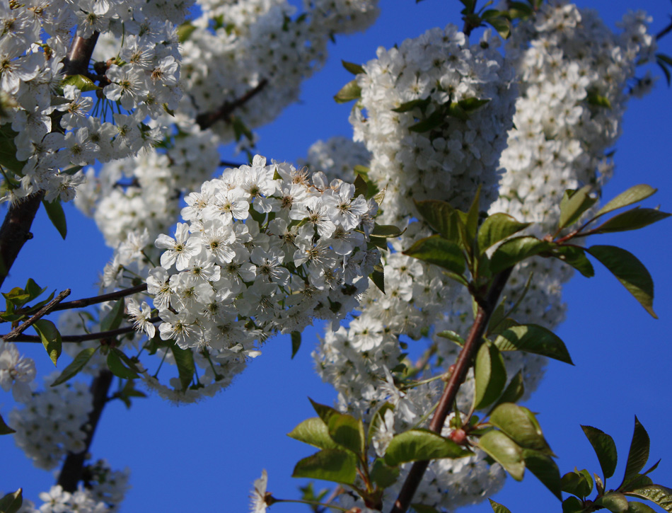 photo "***" tags: macro and close-up, 